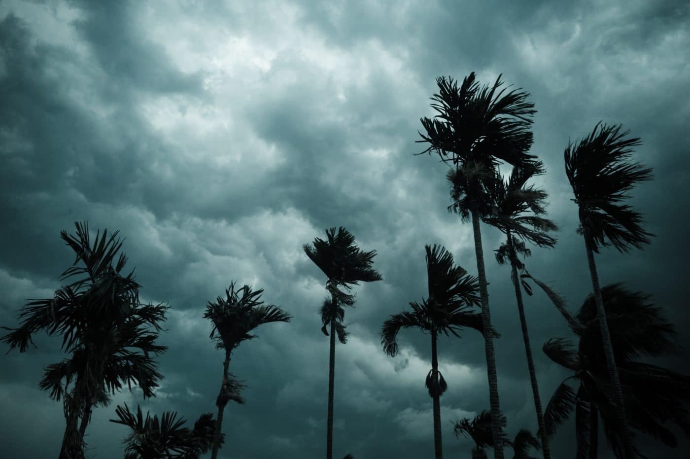 As The Storm Approaches The Sky Darkens And Wind Speeds Pick Up As They Gust Through Palm Trees.